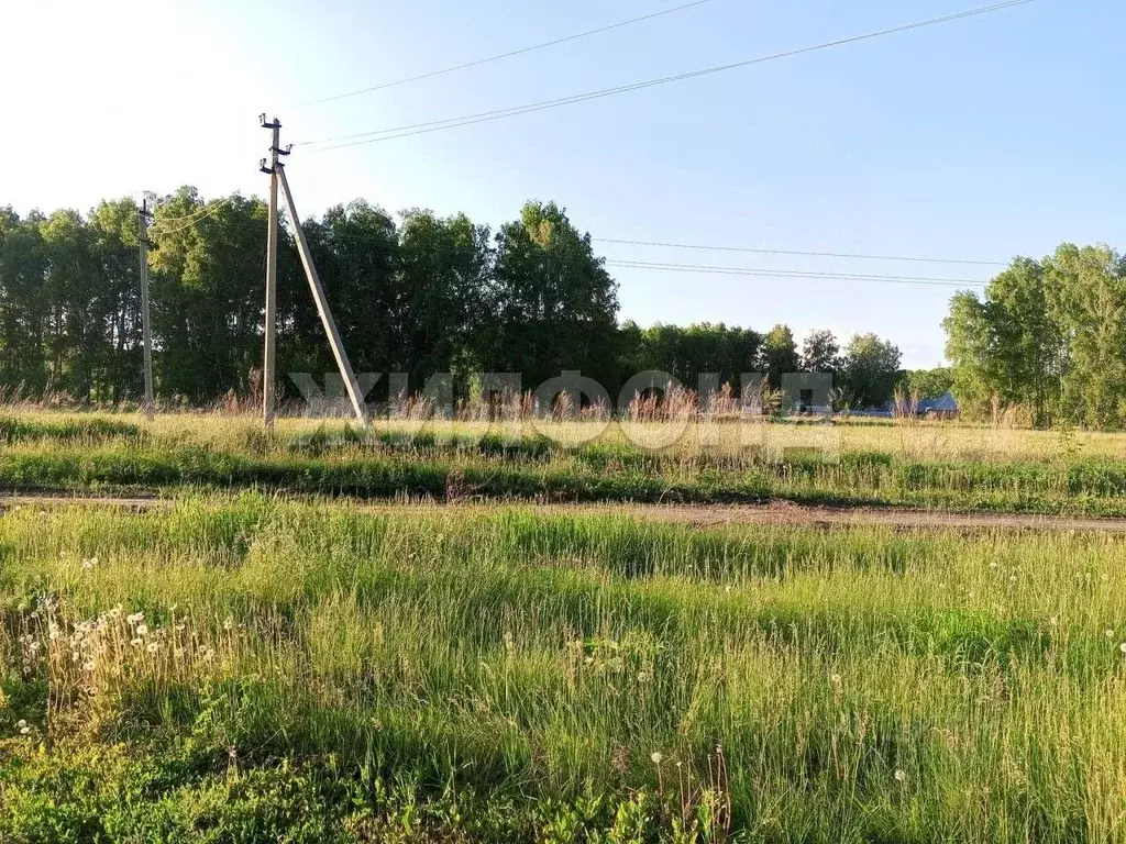 Участок в Новосибирская область, Новосибирский район, с. Ярково ... - Фото 1