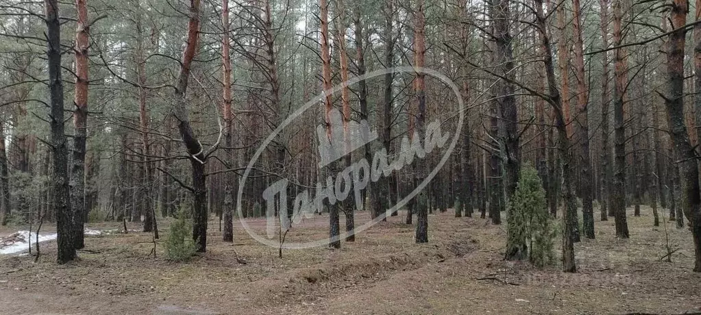 Участок в Калужская область, Дзержинский муниципальный округ, с. ... - Фото 2