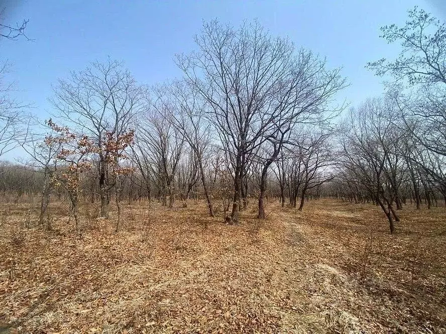 Участок в Приморский край, Надеждинский район, пос. Тавричанка Рабочая ... - Фото 2