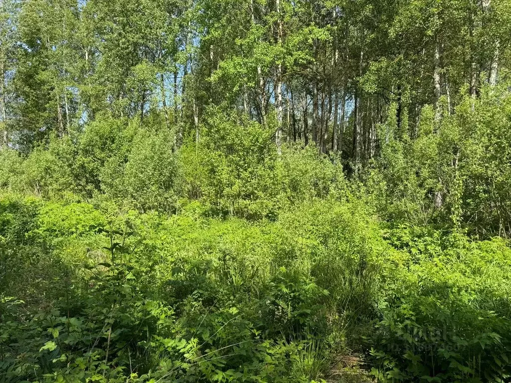 Участок в Московская область, Богородский городской округ, д. Ново  ... - Фото 0