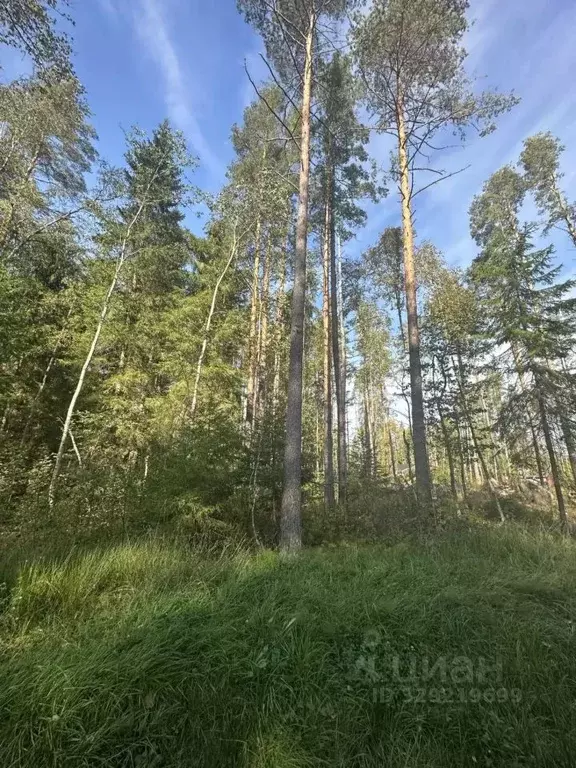 Участок в Ленинградская область, Выборгский район, Приморское ... - Фото 1