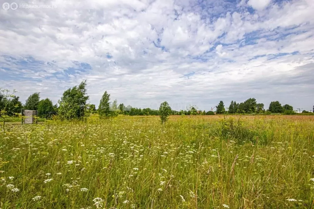 Участок в Новосибирская область, Коченёвский муниципальный район, ... - Фото 2