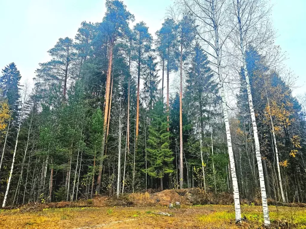 Участок в Карелия, Прионежский район, Деревянское с/пос, Ручеек СНТ 88 ... - Фото 2