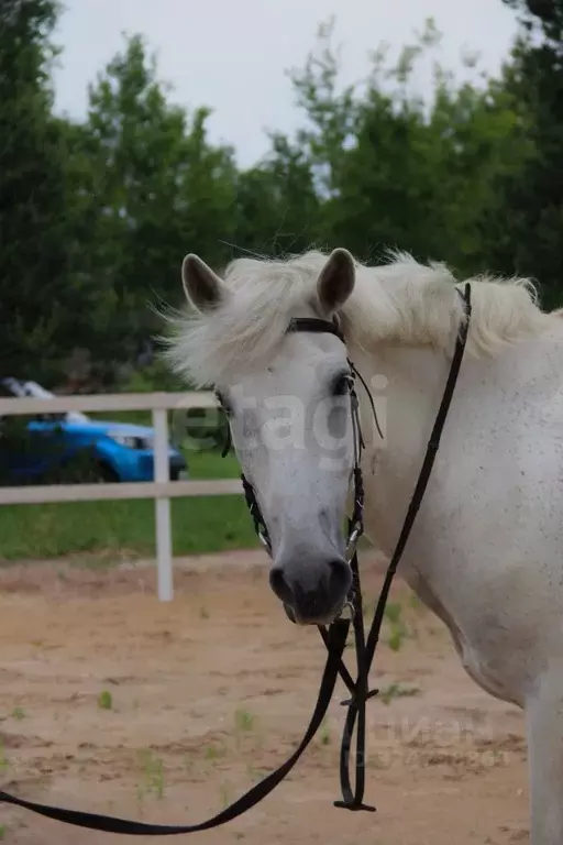 Участок в Москва Брехово хут., ул. Дачная, 6 (10.0 сот.) - Фото 2