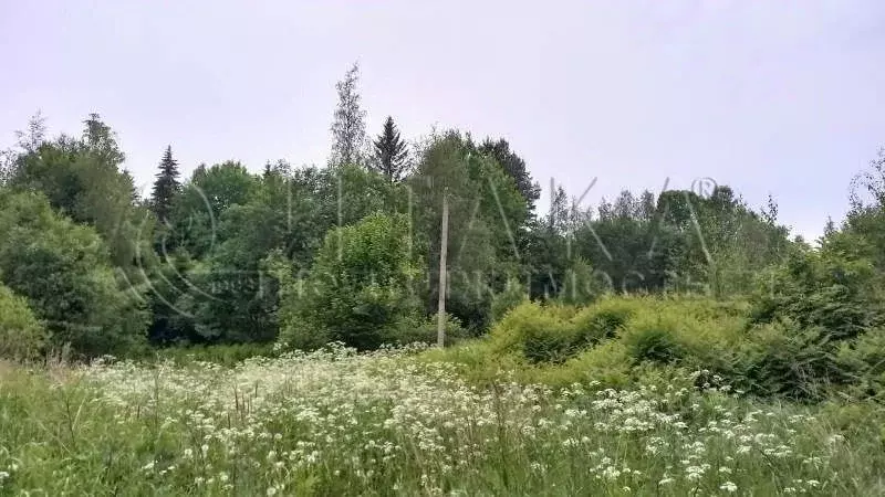 Участок в Ленинградская область, Выборгский район, Каменногорское ... - Фото 1