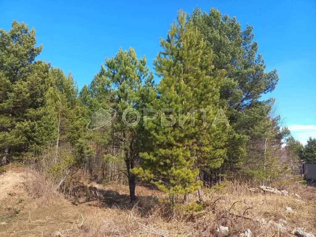 Участок в Тюменская область, Нижнетавдинский район, с. Тюнево ул. ... - Фото 1