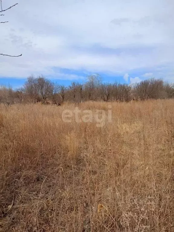 Участок в Амурская область, Благовещенский район, с. Чигири  (30.0 ... - Фото 2