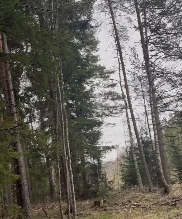 Участок в Ленинградская область, Приозерский район, Раздольевское ... - Фото 0