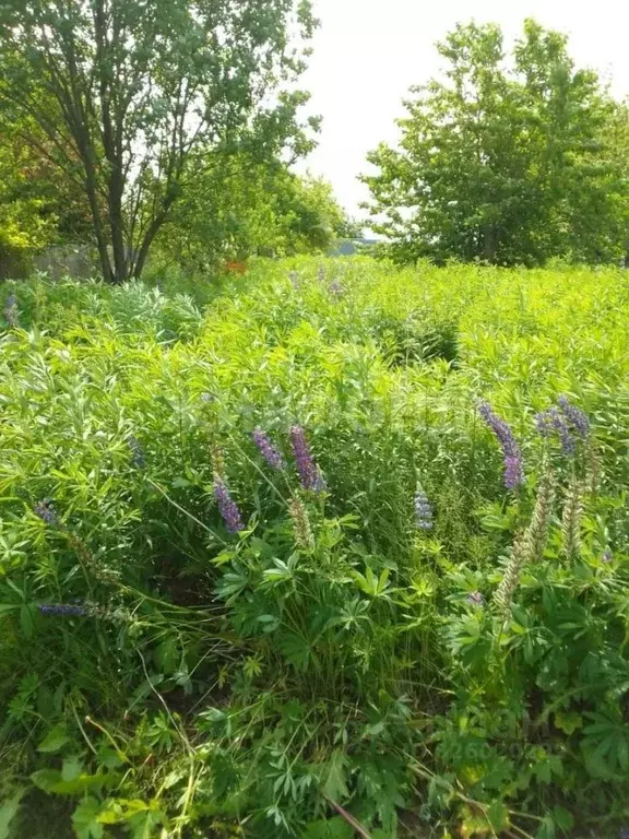 Участок в Брянская область, Брянск Розовая ул. (600.0 сот.) - Фото 2