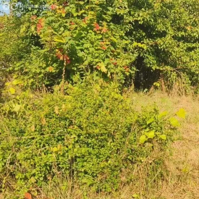 Участок в Светлогорск, СНТ Радуга, 10-я линия, 38 (4.55 м) - Фото 2