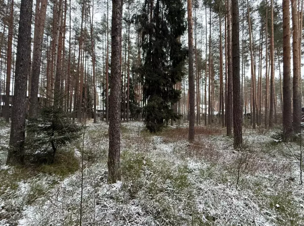 Участок в Ленинградская область, Всеволожский район, Бугровское ... - Фото 0