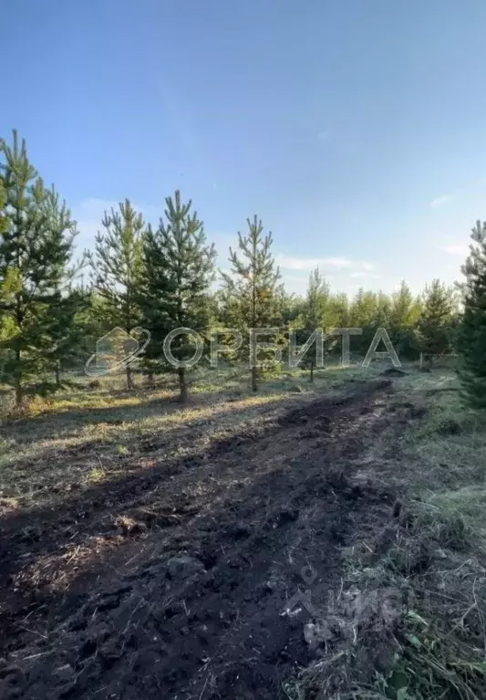 Участок в Тюменская область, Тюменский муниципальный округ, с. Успенка ... - Фото 1