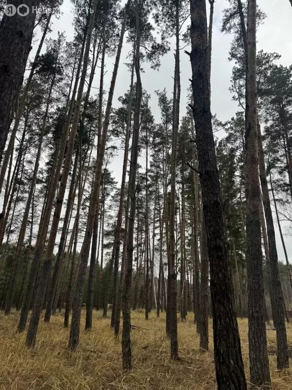 Дом в Тамбовский муниципальный округ, СНТ Боровичок (540 м) - Фото 2