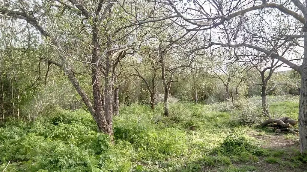 Купить Сено В Крыму Белогорский