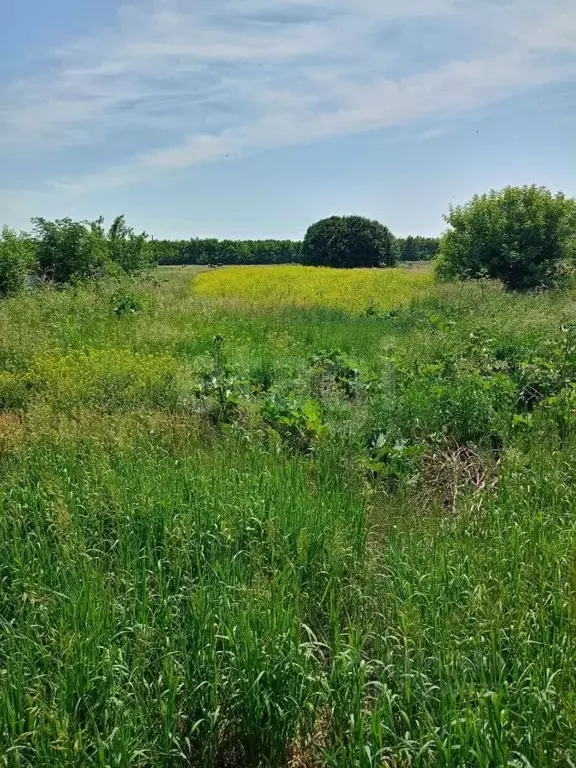 Участок в Алтайский край, с. Романово ул. Фрунзенская, 77 (36.2 сот.) - Фото 1