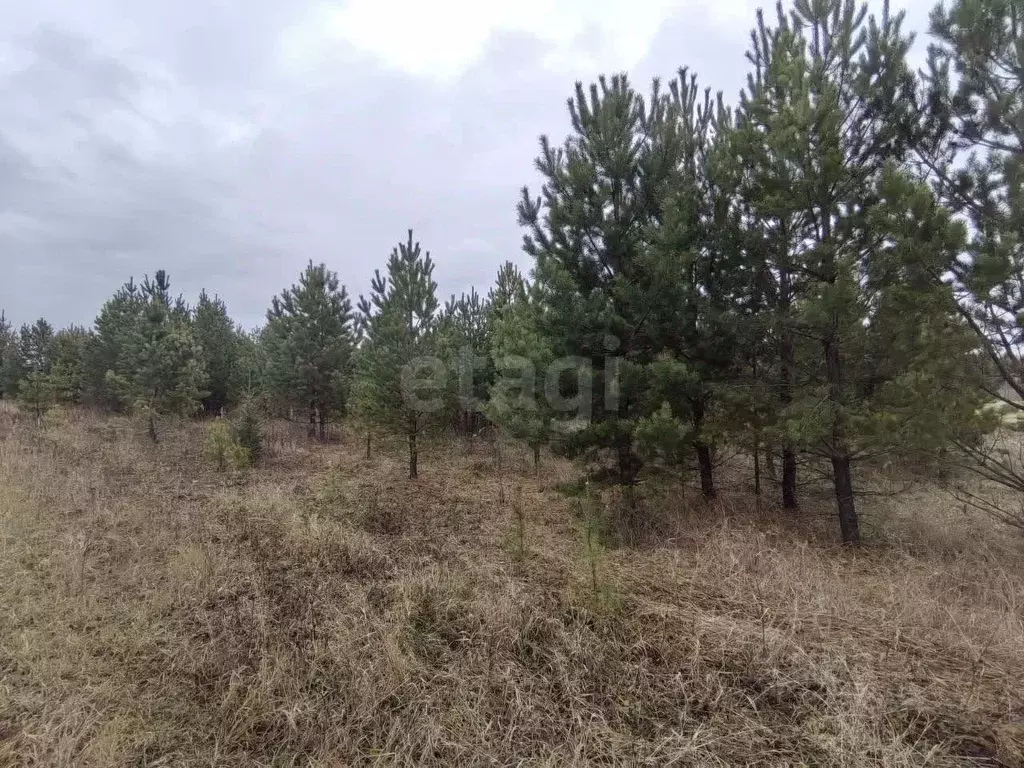 Участок в Свердловская область, Слободо-Туринский район, ... - Фото 2