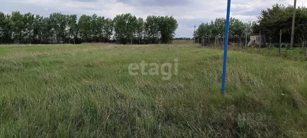 Участок в Белгородская область, Волоконовский район, с. Волчья ... - Фото 0