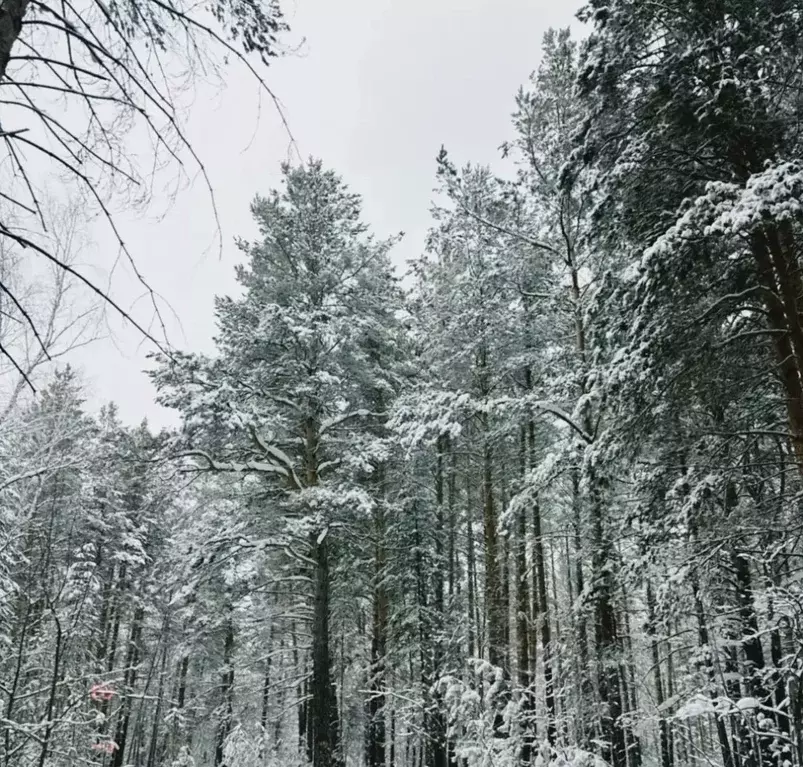 Дом в Алтайский край, Первомайский район, с. Бобровка, Светлый мкр  ... - Фото 2