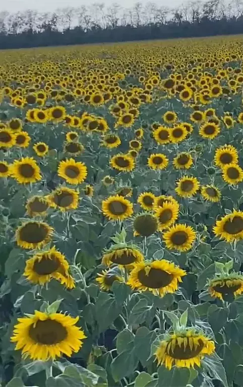 Участок 118 га (СНТ, ДНП) - Фото 0