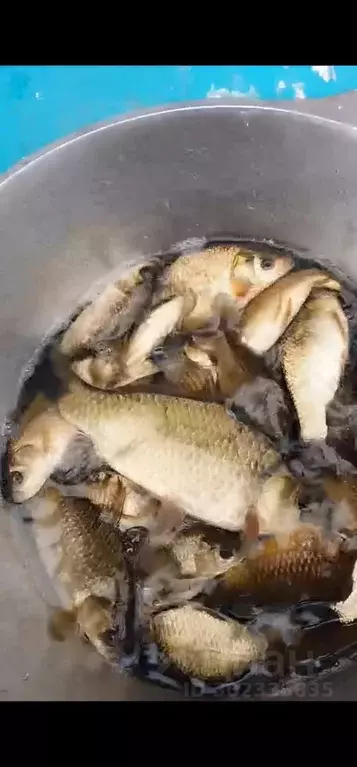 Дом в Башкортостан, Уфимский район, Дмитриевский сельсовет, д. Ясный ... - Фото 1