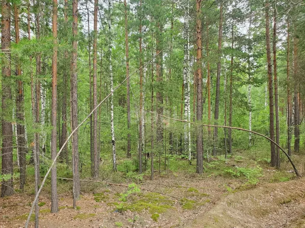 Участок в Тюменская область, Тюменский муниципальный округ, д. ... - Фото 1