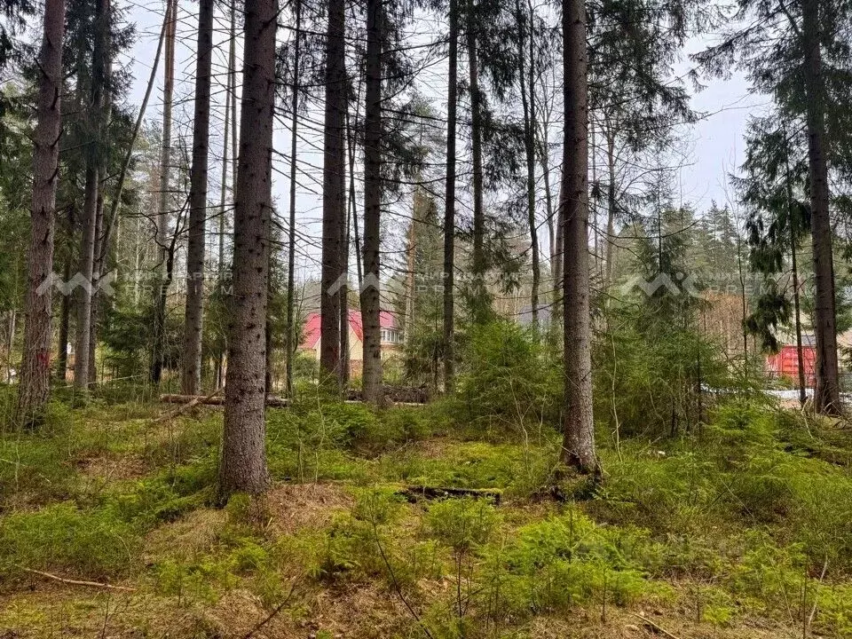 Участок в Санкт-Петербург, Санкт-Петербург, Зеленогорск ул. 2-я Лесная ... - Фото 2