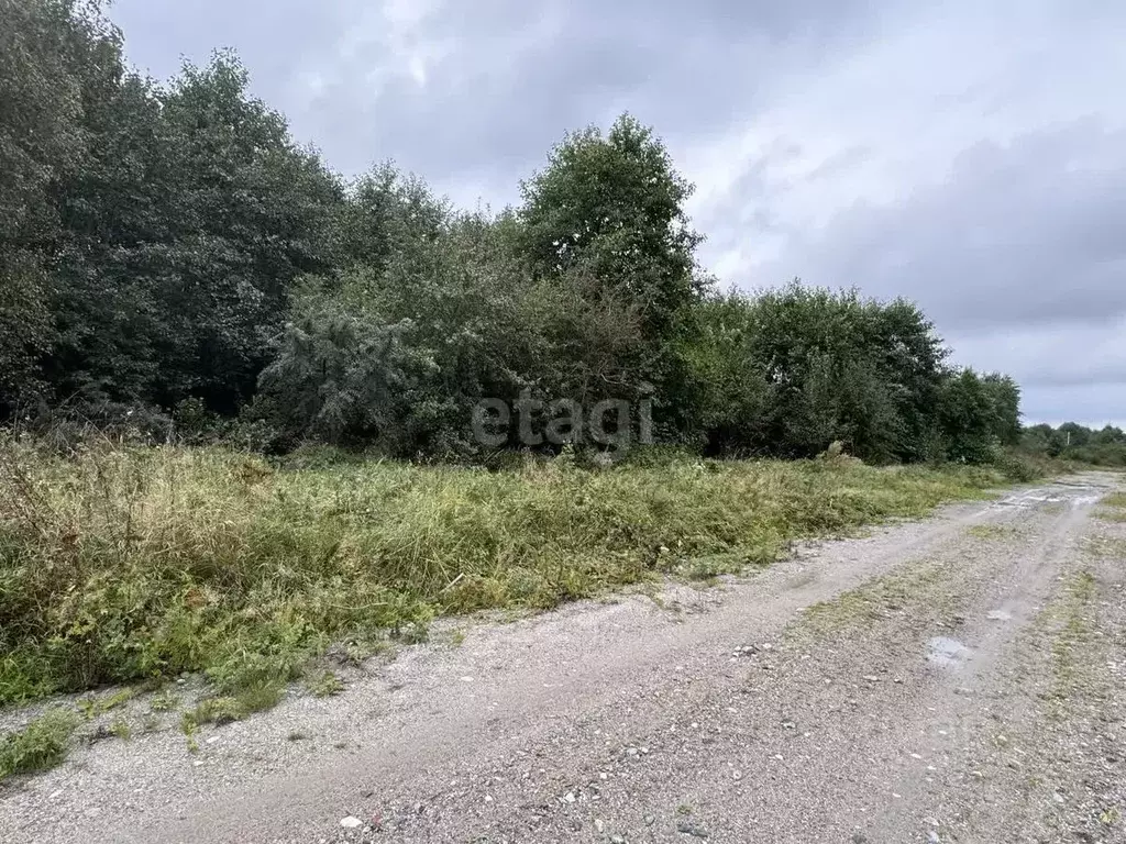 Участок в Калининградская область, Светлогорский городской округ, пос. ... - Фото 1