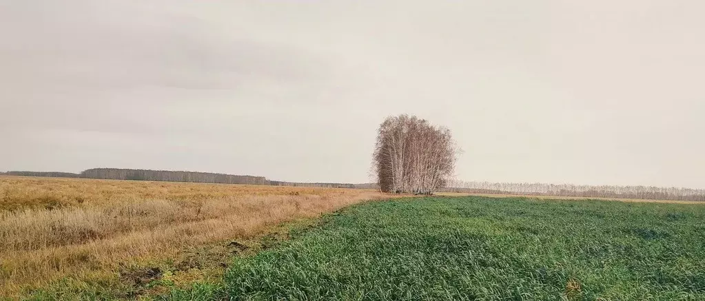 Участок в Омская область, Калачинский район, с. Репинка  (6.0 сот.) - Фото 0