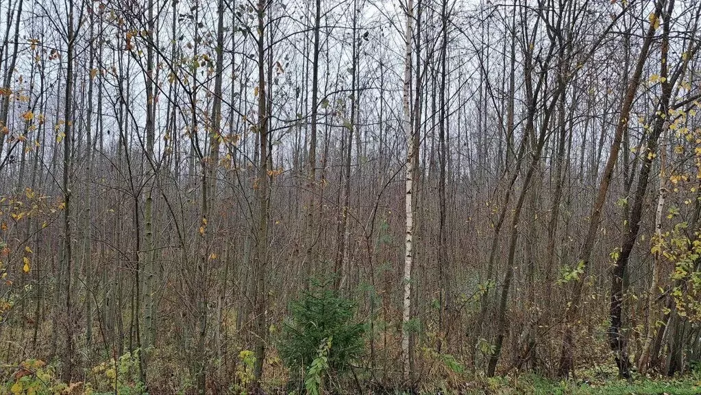 Участок в Московская область, Дубна Кентавр кп,  (20.75 сот.) - Фото 1