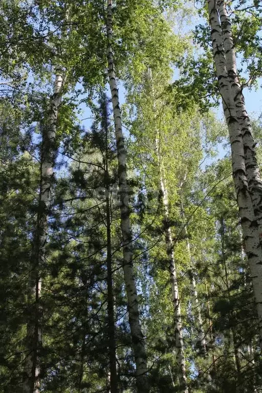 Участок в Свердловская область, Полевской муниципальный округ, с. ... - Фото 1