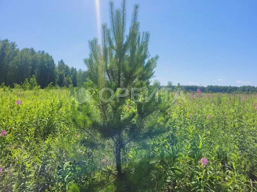 Участок в Тюменская область, Тюменский район, с. Каменка  (7.5 сот.) - Фото 1