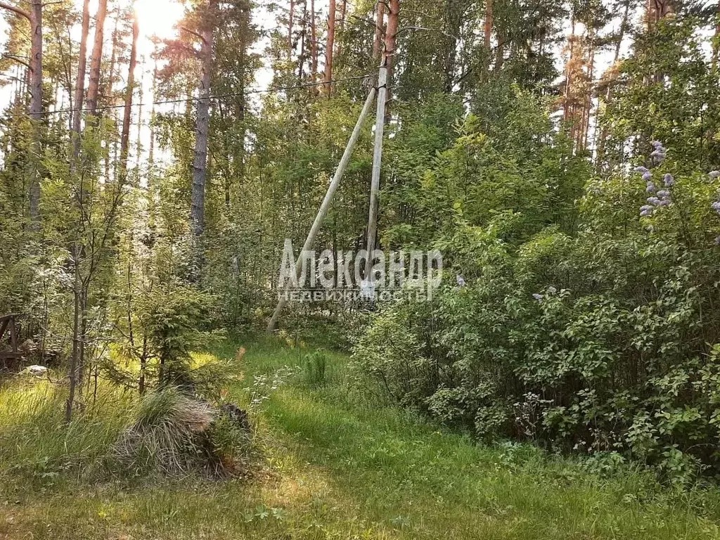 Участок в Ленинградская область, Выборгский район, Каменногорское ... - Фото 2