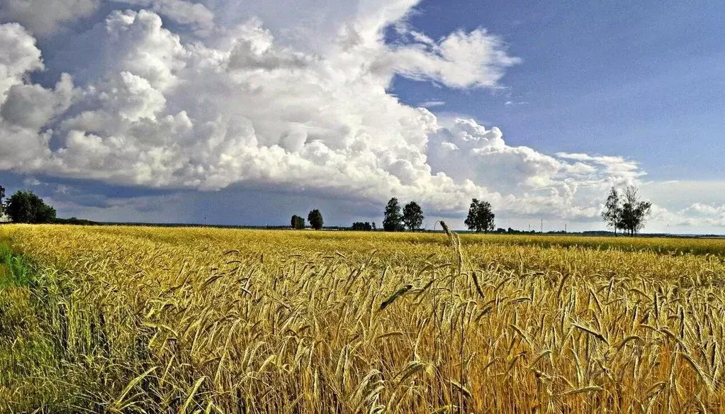 Участок в Крым, Кировский район, с. Владиславовка ул. Ленина, 39А ... - Фото 0