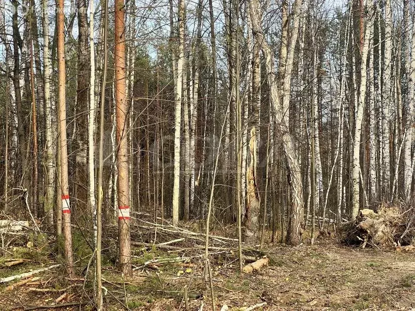 Участок в Нижнетавдинский район, село Тюнево (14.2 м) - Фото 1