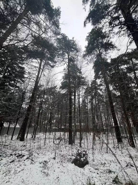 Участок в Московская область, Пушкинский городской округ, с. Тарасовка ... - Фото 2