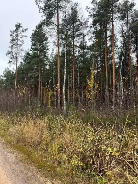 Участок в Ленинградская область, Всеволожский район, Сертоловское ... - Фото 0