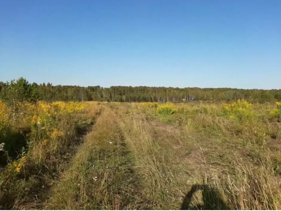 Участок в Новосибирская область, Мошковский район, Индия кп, Индия-Юг ... - Фото 1