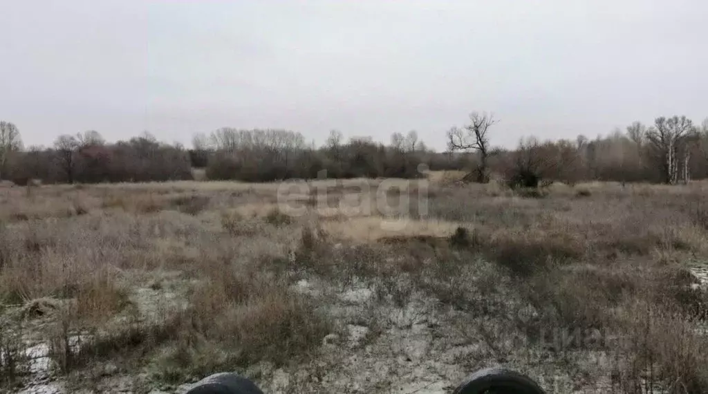Участок в Воронежская область, Каширский район, Каменно-Верховское ... - Фото 1