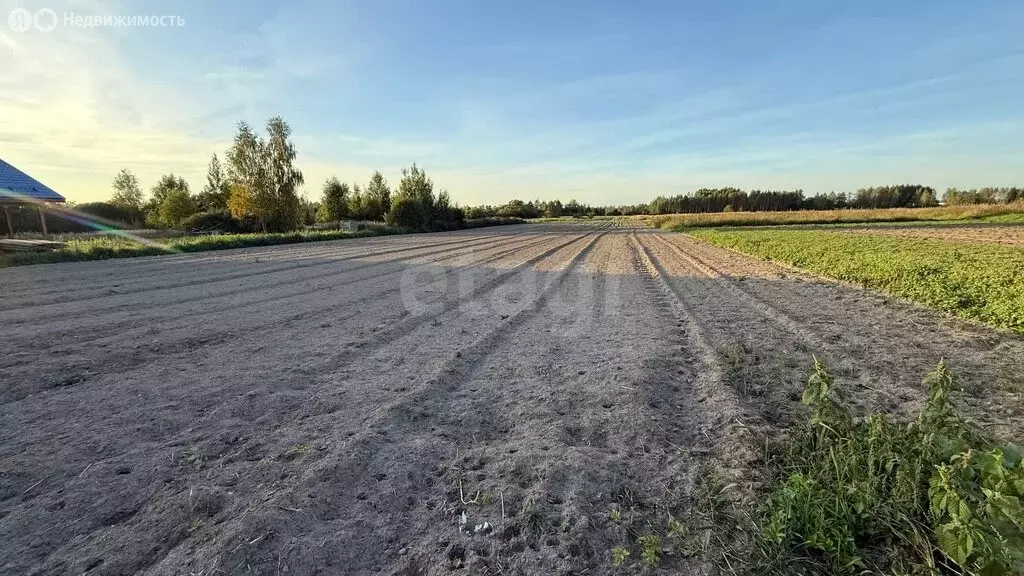 Участок в Красносельский район, Шолоховское сельское поселение, ... - Фото 0
