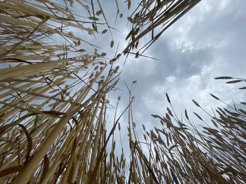 Участок в Краснодарский край, Брюховецкий район, Брюховецкая ст-ца ул. ... - Фото 1