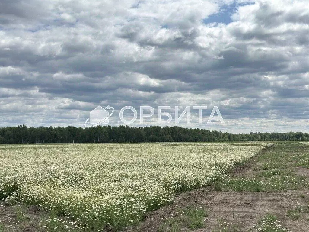 Участок в Тюменская область, Тюменский район, с. Щербак  (5.0 сот.) - Фото 1