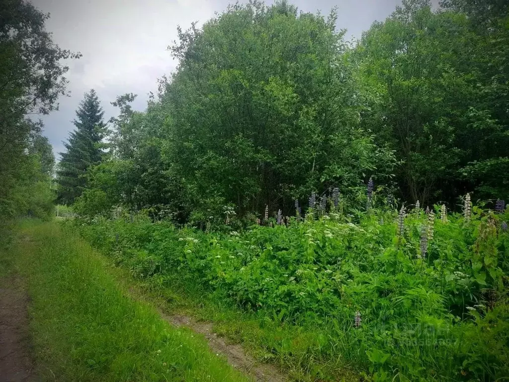 Участок в Новгородская область, Маловишерское городское поселение, д. ... - Фото 1