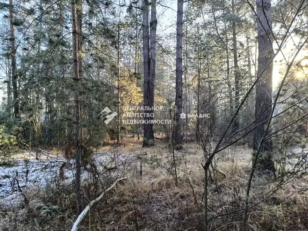 Участок в Рязанская область, Рязанский муниципальный округ, с. ... - Фото 2