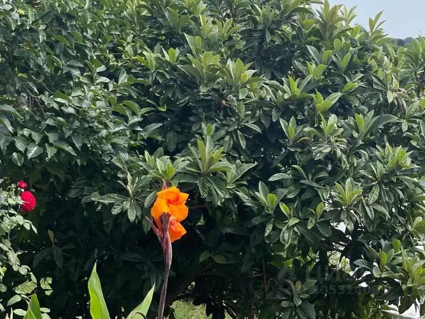 Участок в Краснодарский край, Сочи Береговая ул. (10.0 сот.) - Фото 1