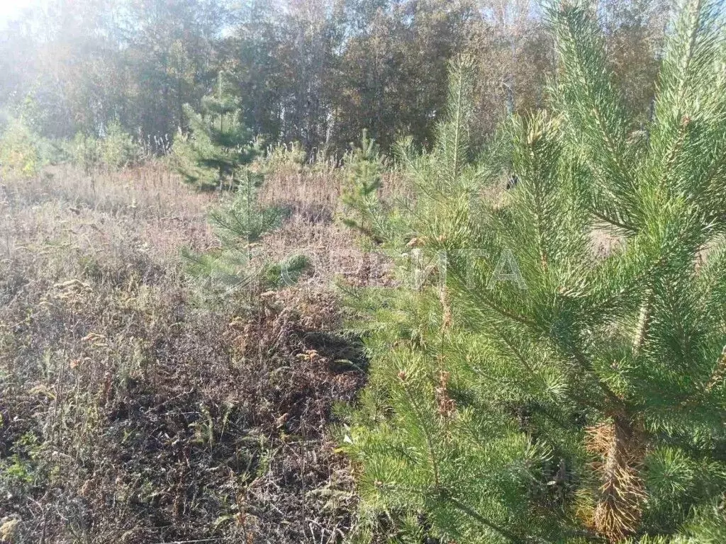 Участок в Тюменская область, Тюменский муниципальный округ, ... - Фото 1