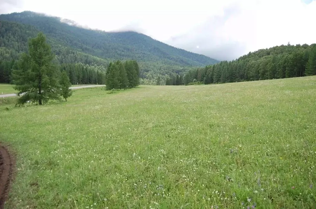 Участок в Алтай, Усть-Коксинский район, пос. Тюгурюк  (54.54 сот.) - Фото 2
