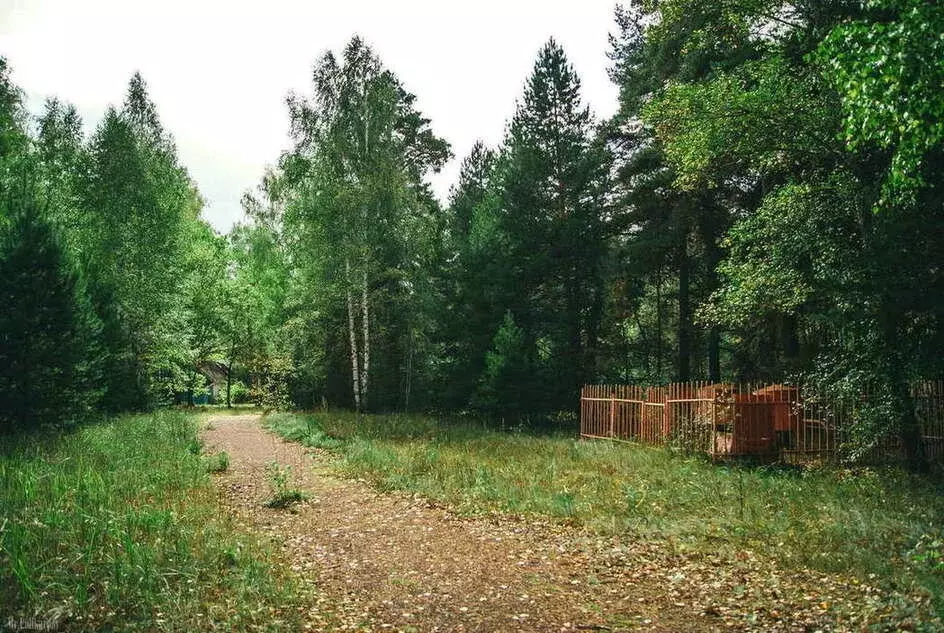 Участок в Рязанская область, Шацкий муниципальный округ, село Ямбирно ... - Фото 2