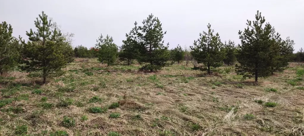 Участок в Владимирская область, Киржачский муниципальный округ, с. ... - Фото 1