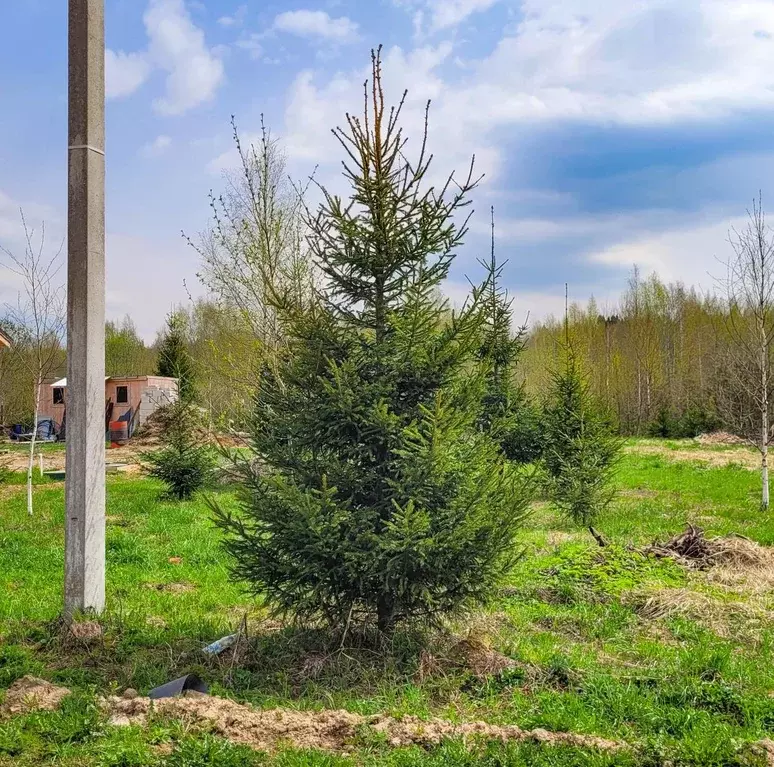 Участок в Московская область, Дмитровский муниципальный округ, д. ... - Фото 2