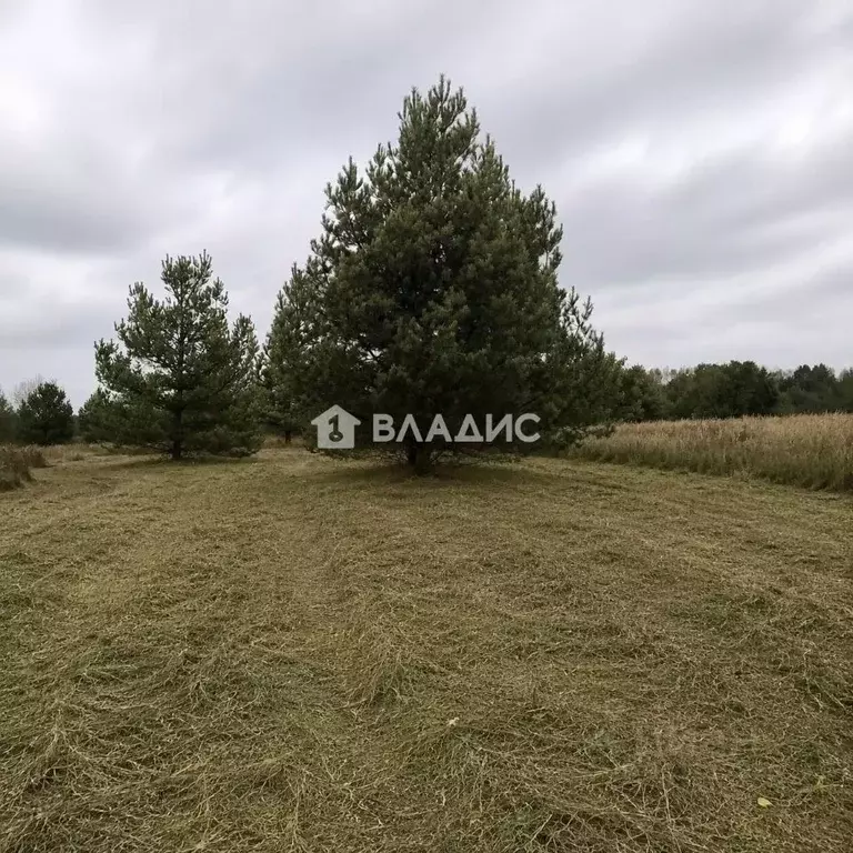 Участок в Нижегородская область, Бор муниципальный округ, с. Ильинское ... - Фото 1